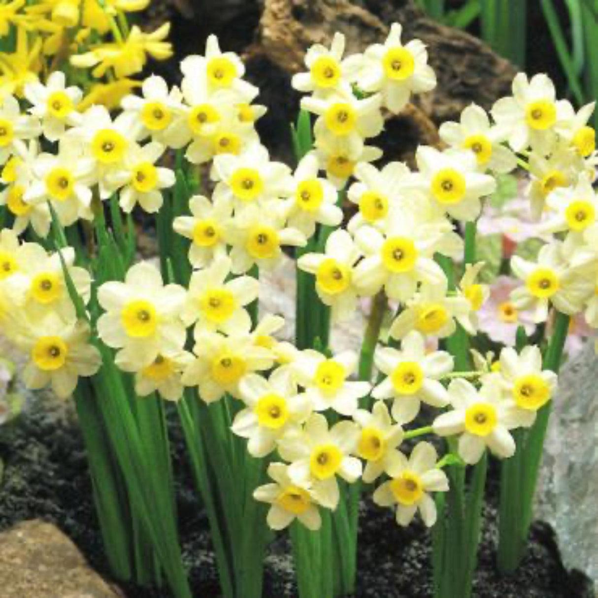 Daffodil, Small Cup, 'mbulbs Innow', White Or Pale Yellow Petals With Yellow Cup - View 27 from www redcrocus com