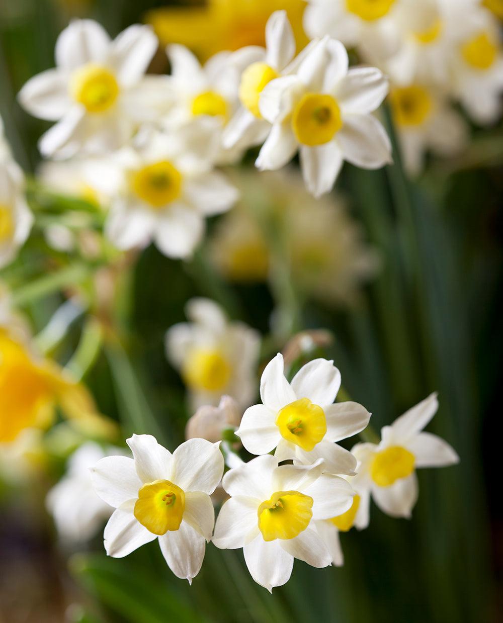 Daffodil, Small Cup, 'mbulbs Innow', White Or Pale Yellow Petals With Yellow Cup - View 2 from www redcrocus com