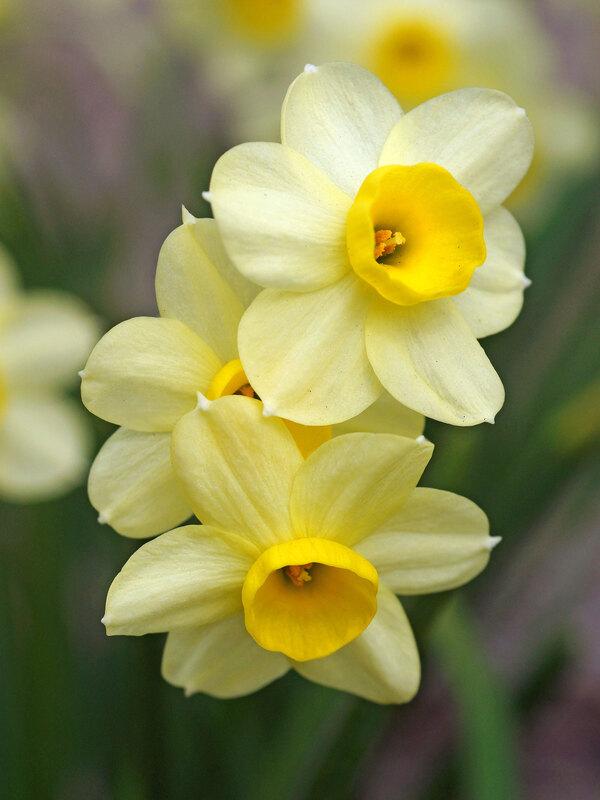 Daffodil, Small Cup, 'mbulbs Innow', White Or Pale Yellow Petals With Yellow Cup - View 4 from www redcrocus com