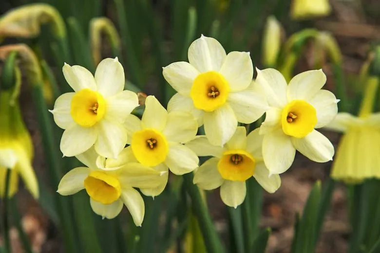 Daffodil, Small Cup, 'mbulbs Innow', White Or Pale Yellow Petals With Yellow Cup - View 5 from www redcrocus com