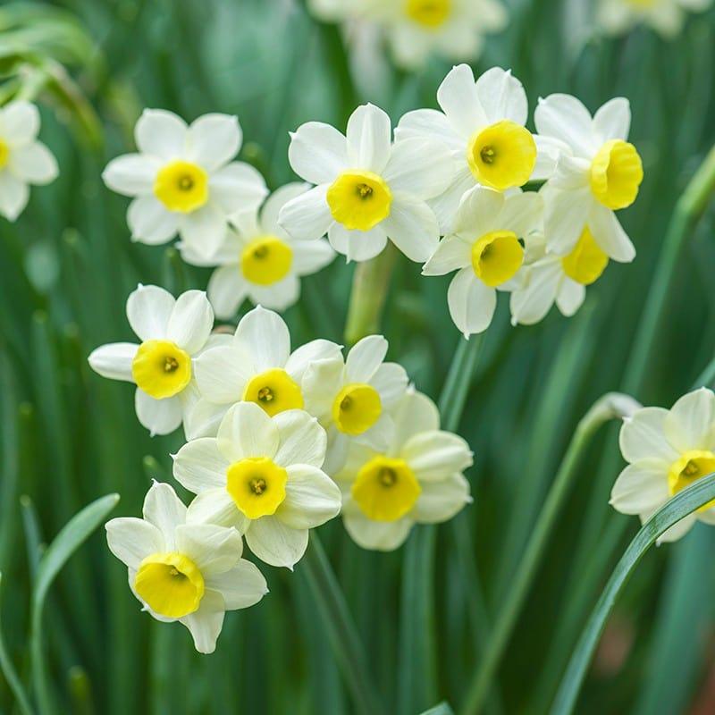 Daffodil, Small Cup, 'mbulbs Innow', White Or Pale Yellow Petals With Yellow Cup - View 6 from www redcrocus com