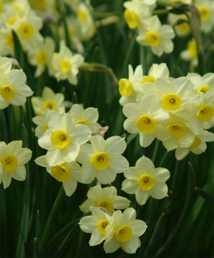 Daffodil, Small Cup, 'mbulbs Innow', White Or Pale Yellow Petals With Yellow Cup - View 7 from www redcrocus com