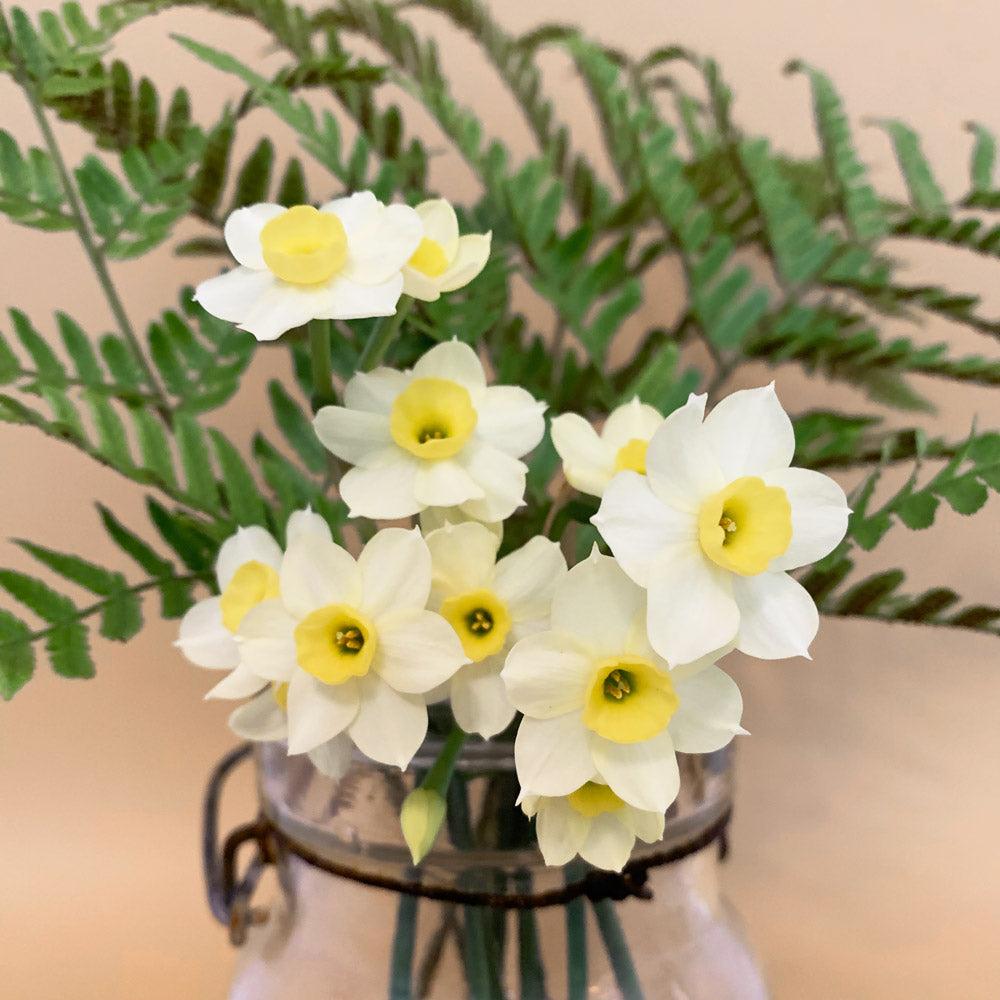 Daffodil, Small Cup, 'mbulbs Innow', White Or Pale Yellow Petals With Yellow Cup - View 9 from www redcrocus com