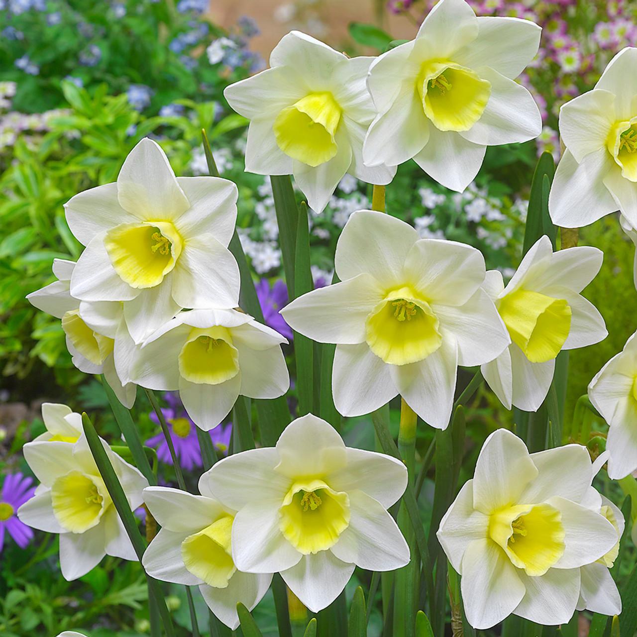 Daffodil, Small Cup, 'pueblo', Ivory White With Lemon Yellow Cup - View 10 from www redcrocus com