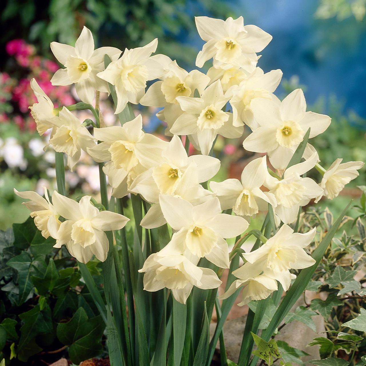 Daffodil, Small Cup, 'pueblo', Ivory White With Lemon Yellow Cup - View 11 from www redcrocus com