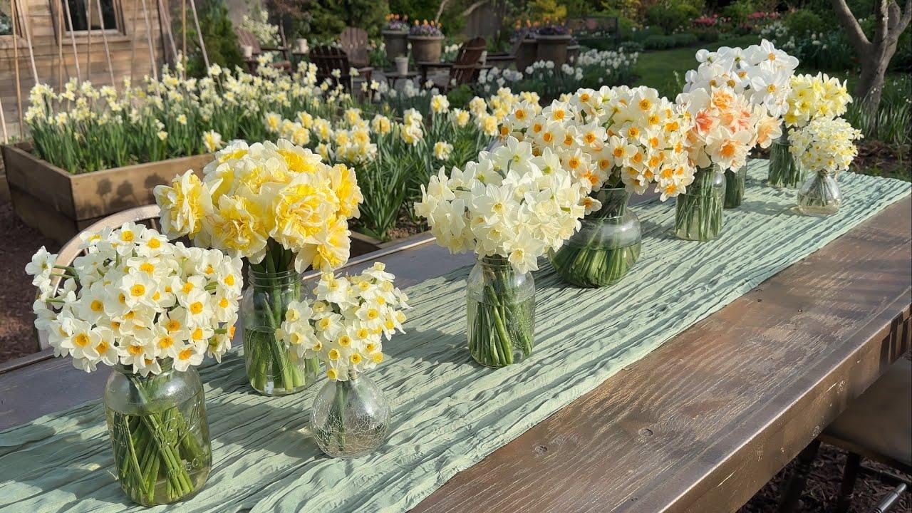 Daffodil, Small Cup, 'pueblo', Ivory White With Lemon Yellow Cup - View 13 from www redcrocus com