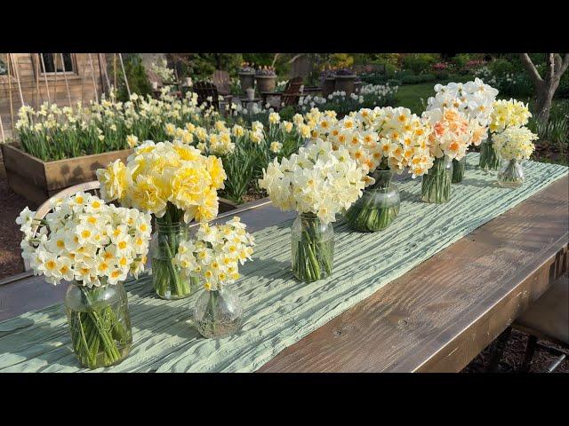 Daffodil, Small Cup, 'pueblo', Ivory White With Lemon Yellow Cup - View 16 from www redcrocus com