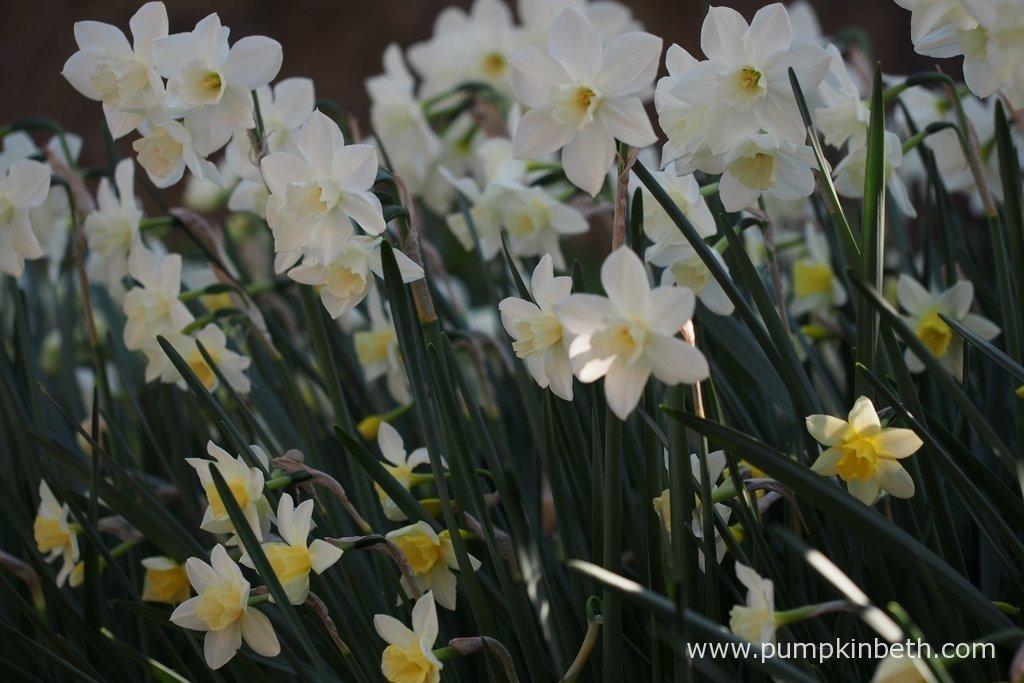 Daffodil, Small Cup, 'pueblo', Ivory White With Lemon Yellow Cup - View 17 from www redcrocus com