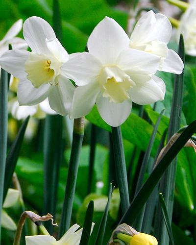 Daffodil, Small Cup, 'pueblo', Ivory White With Lemon Yellow Cup - View 18 from www redcrocus com