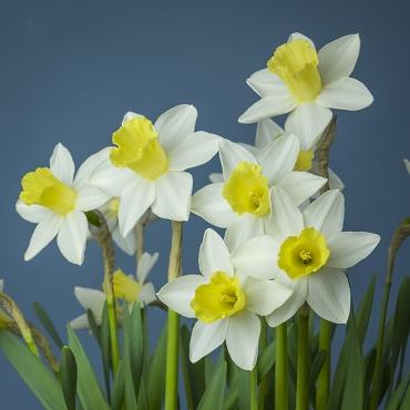 Daffodil, Small Cup, 'pueblo', Ivory White With Lemon Yellow Cup - View 19 from www redcrocus com
