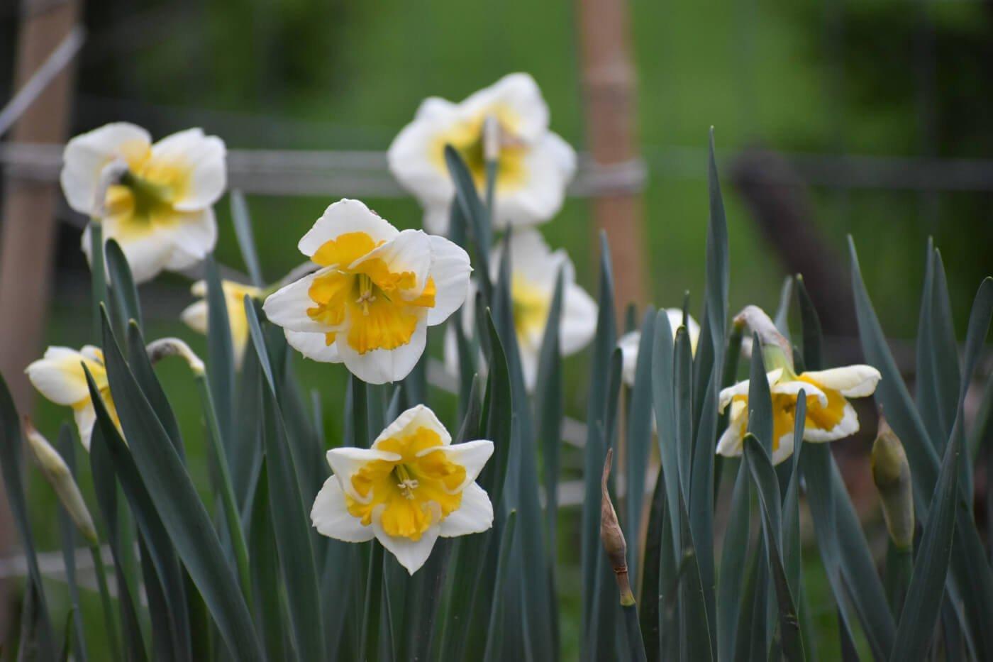 Daffodil, Small Cup, 'pueblo', Ivory White With Lemon Yellow Cup - View 20 from www redcrocus com