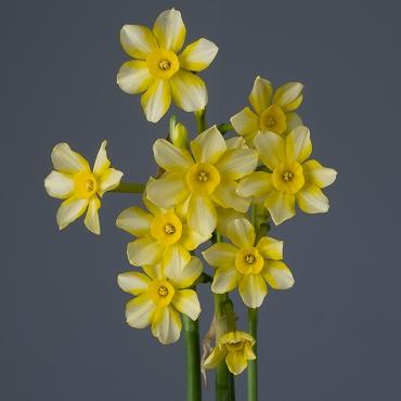 Daffodil, Small Cup, 'pueblo', Ivory White With Lemon Yellow Cup - View 21 from www redcrocus com