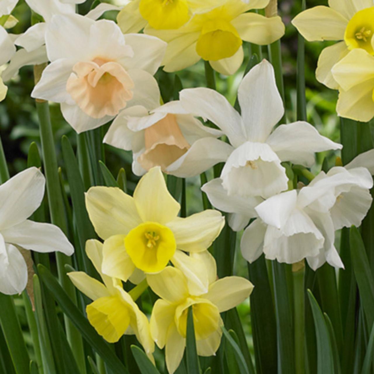 Daffodil, Small Cup, 'pueblo', Ivory White With Lemon Yellow Cup - View 22 from www redcrocus com