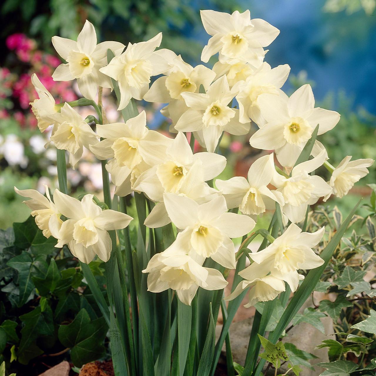Daffodil, Small Cup, 'pueblo', Ivory White With Lemon Yellow Cup - View 23 from www redcrocus com