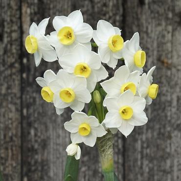 Daffodil, Small Cup, 'pueblo', Ivory White With Lemon Yellow Cup - View 24 from www redcrocus com