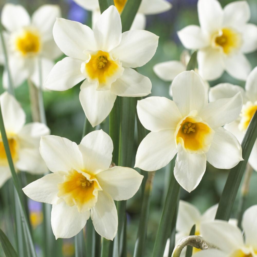 Daffodil, Small Cup, 'pueblo', Ivory White With Lemon Yellow Cup - View 25 from www redcrocus com