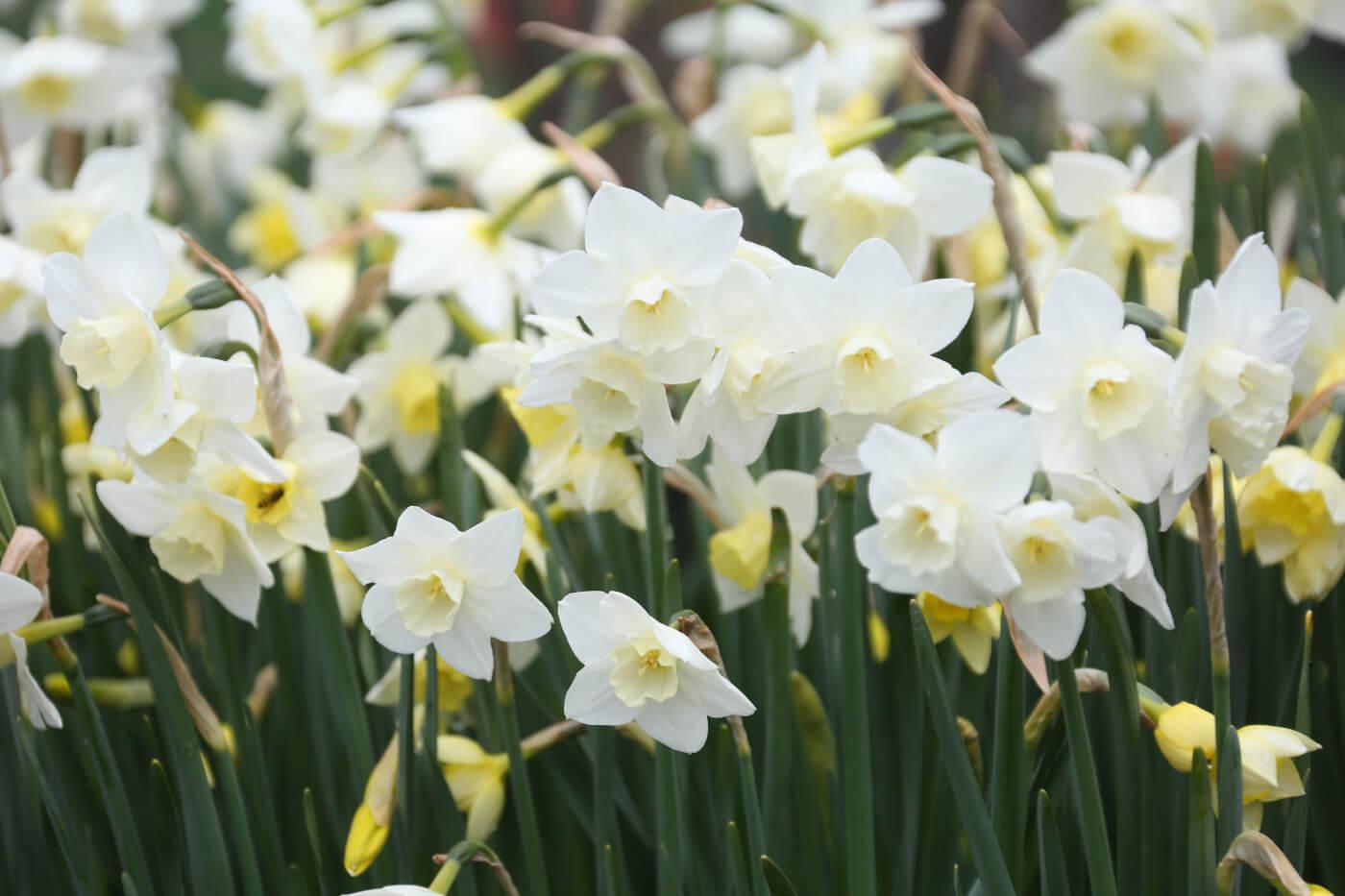 Daffodil, Small Cup, 'pueblo', Ivory White With Lemon Yellow Cup - View 26 from www redcrocus com