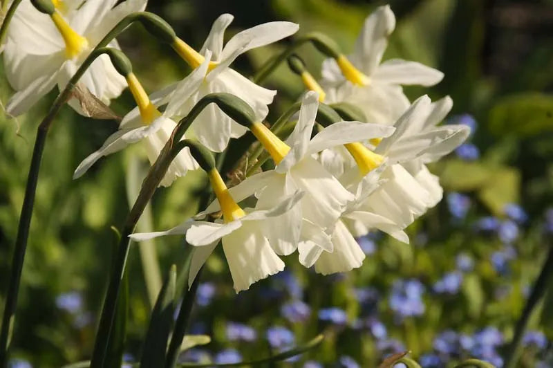 Daffodil, Small Cup, 'pueblo', Ivory White With Lemon Yellow Cup - View 27 from www redcrocus com
