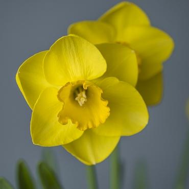 Daffodil, Small Cup, 'pueblo', Ivory White With Lemon Yellow Cup - View 28 from www redcrocus com