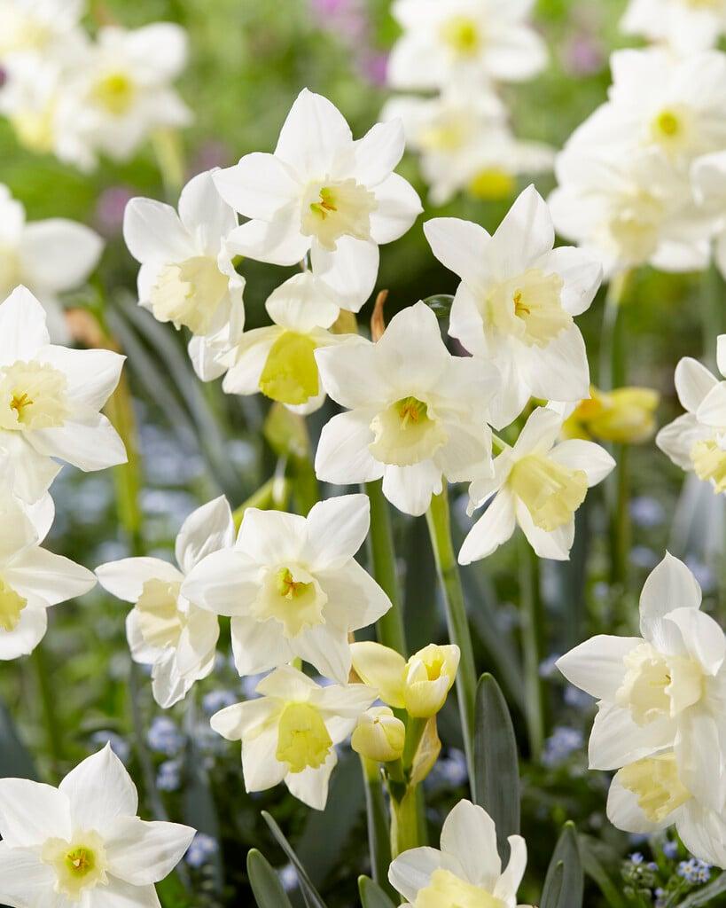 Daffodil, Small Cup, 'pueblo', Ivory White With Lemon Yellow Cup - View 2 from www redcrocus com
