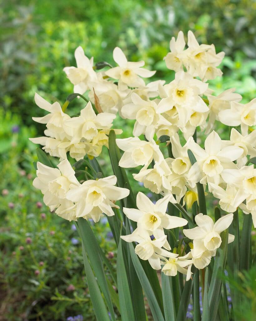 Daffodil, Small Cup, 'pueblo', Ivory White With Lemon Yellow Cup - View 3 from www redcrocus com