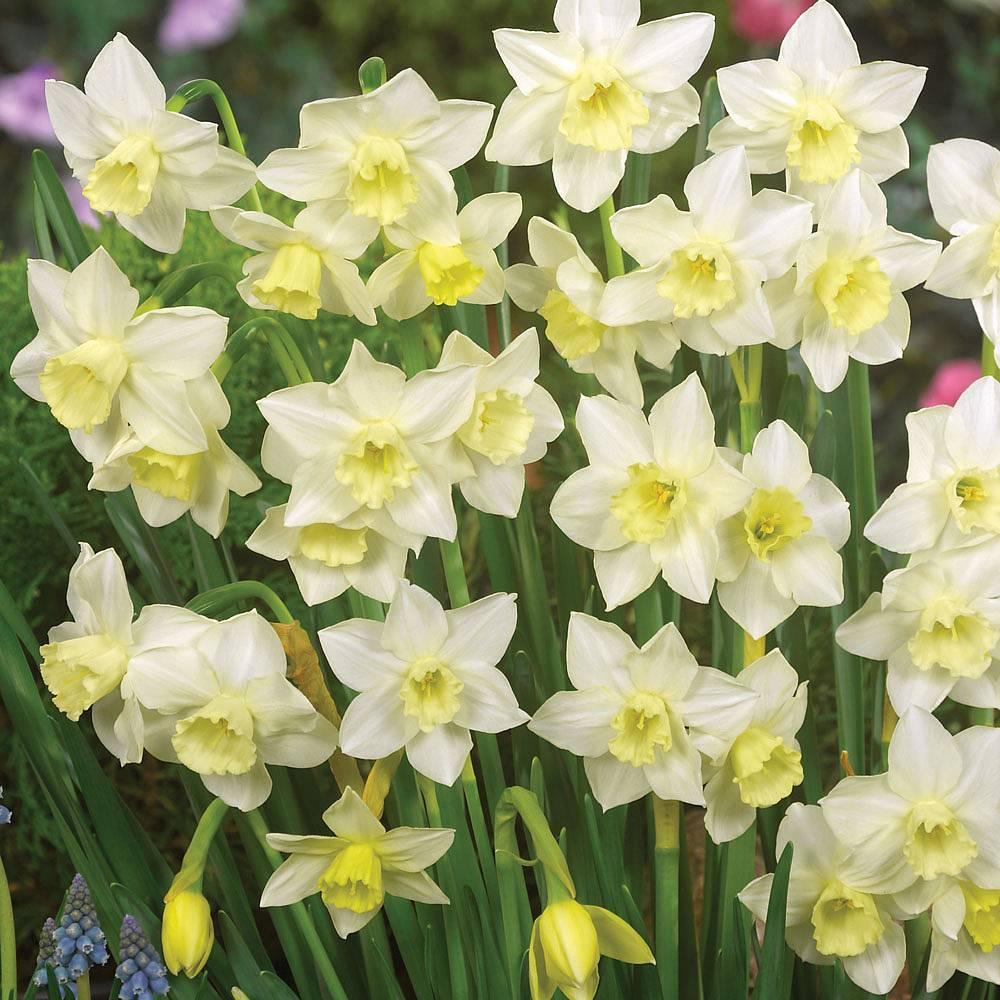 Daffodil, Small Cup, 'pueblo', Ivory White With Lemon Yellow Cup - View 4 from www redcrocus com