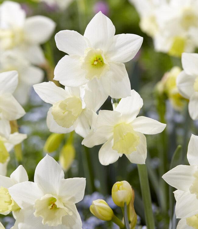 Daffodil, Small Cup, 'pueblo', Ivory White With Lemon Yellow Cup - View 5 from www redcrocus com
