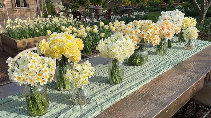 Daffodil, Small Cup, 'pueblo', Ivory White With Lemon Yellow Cup - View 8 from www redcrocus com
