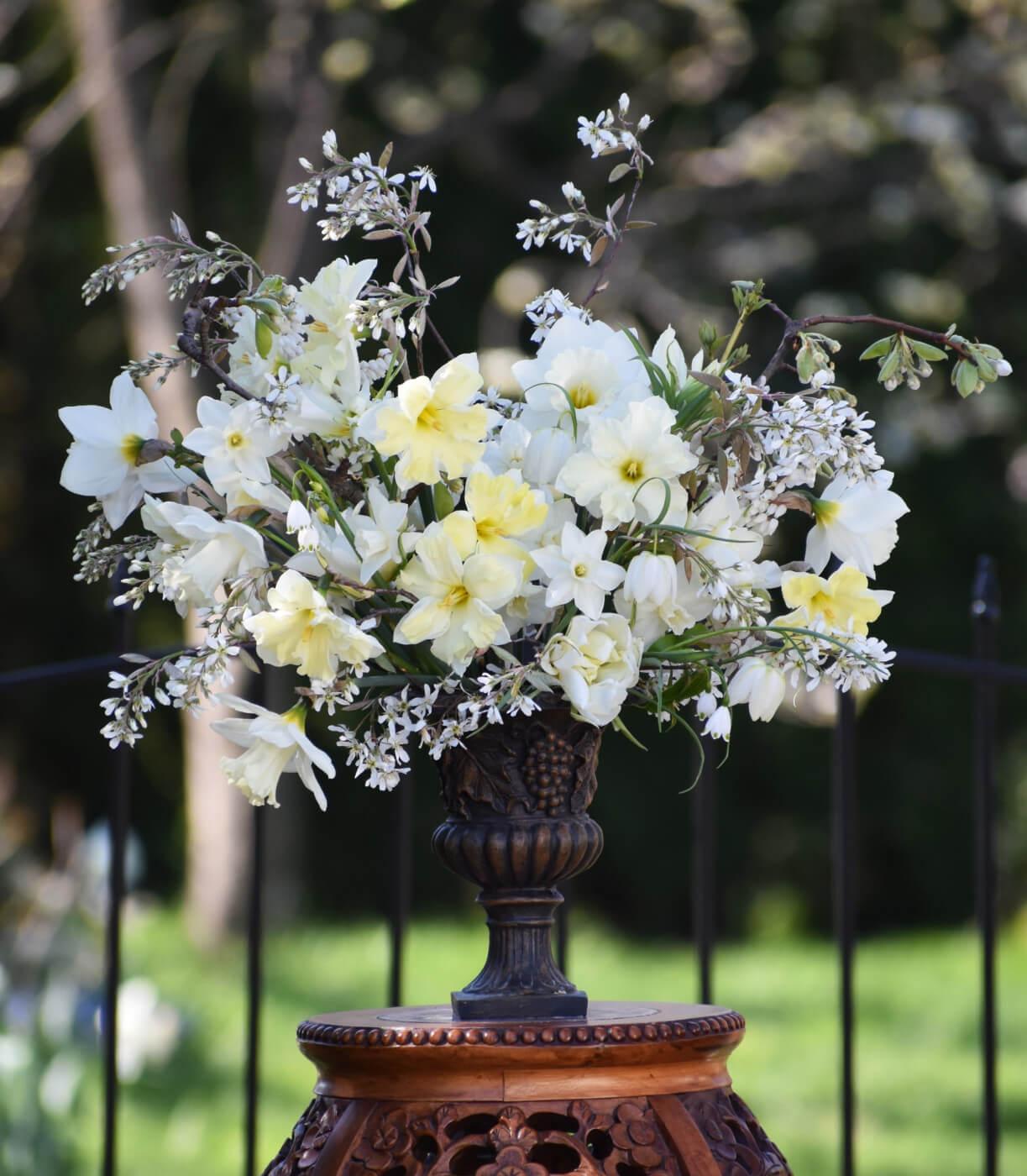 Daffodil, Small Cup, 'pueblo', Ivory White With Lemon Yellow Cup - View 9 from www redcrocus com