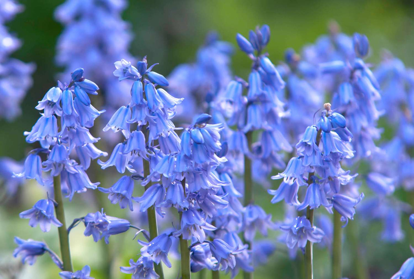 Sky Blue Spanish Bluebell-Light Blue-Charming bell-shaped flowers 250 in Box