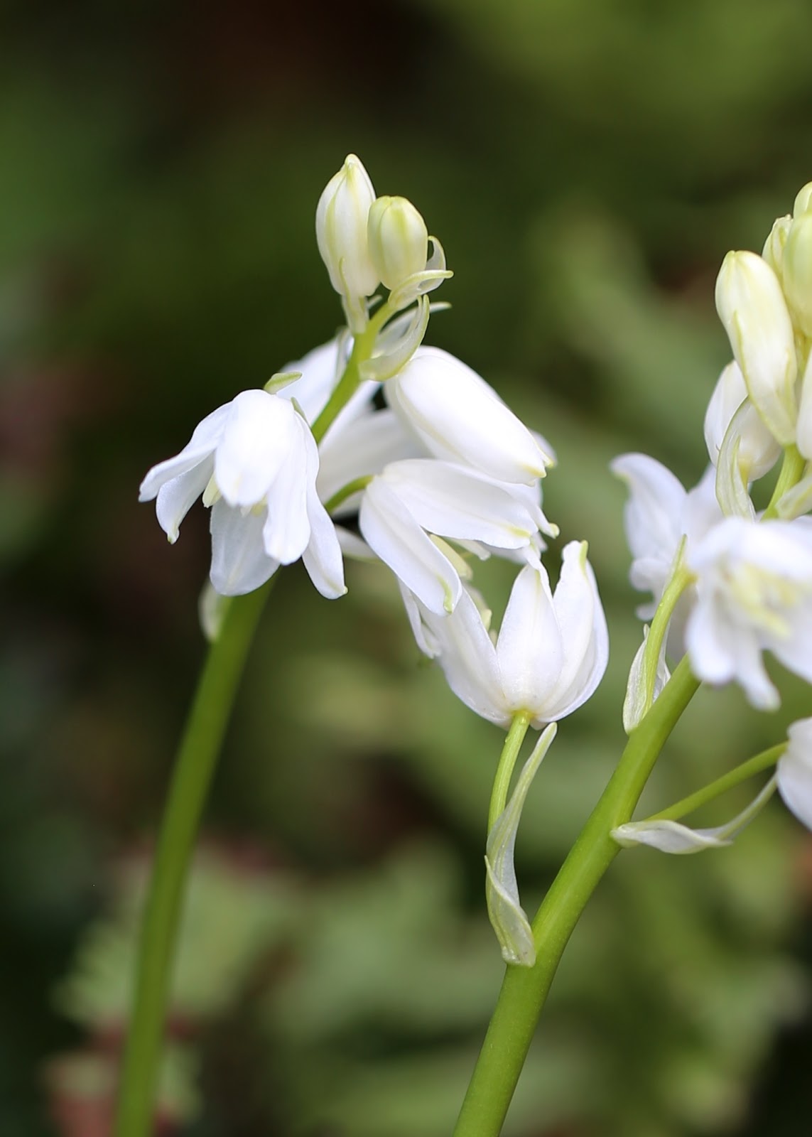 White Spanish Bluebells-Bulbous Perennial-Charming Bell-Shaped Flowers 250 in Box