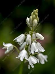 White Spanish Bluebells-Bulbous Perennial-Charming Bell-Shaped Flowers 250 in Box
