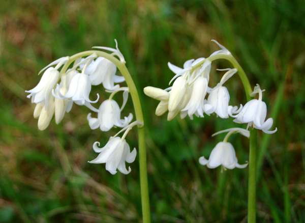 White Spanish Bluebells-Bulbous Perennial-Charming Bell-Shaped Flowers 250 in Box