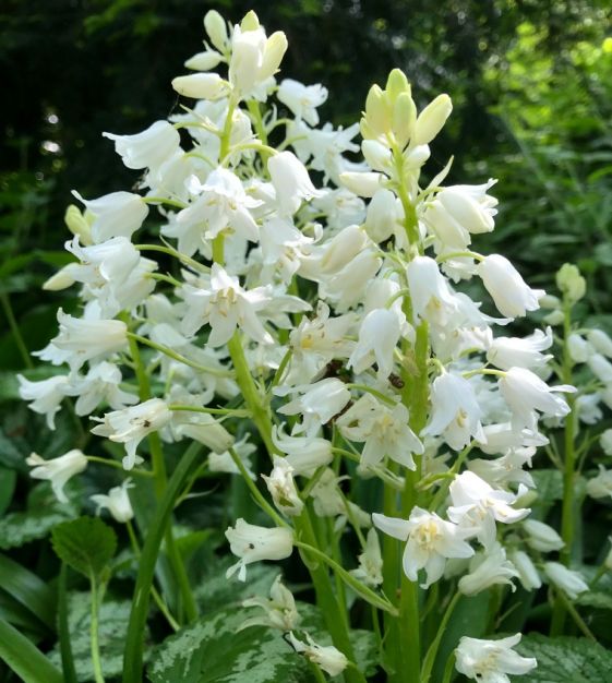 White Spanish Bluebells-Bulbous Perennial-Charming Bell-Shaped Flowers 250 in Box