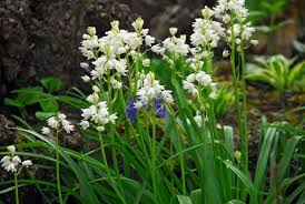 White Spanish Bluebells-Bulbous Perennial-Charming Bell-Shaped Flowers 250 in Box