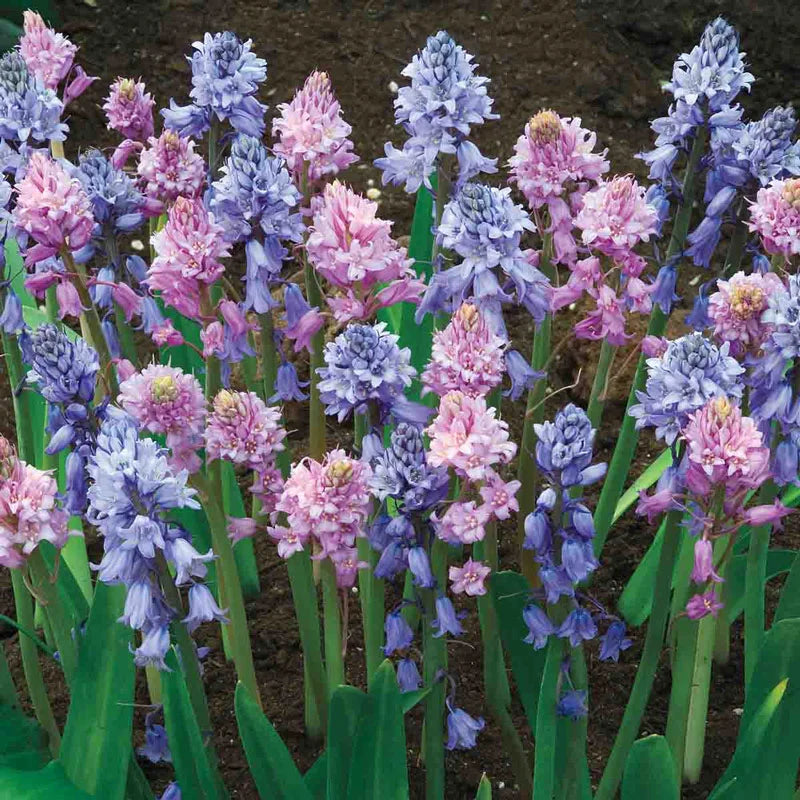 Spanish Bluebells-Mixture-Charming perennial flowers 250 in Box