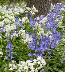 Spanish Bluebells-Mixture-Charming perennial flowers 250 in Box