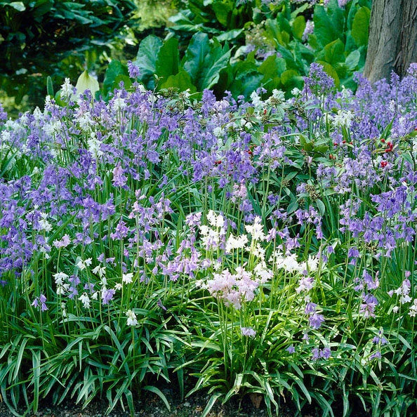 Spanish Bluebells-Mixture-Charming perennial flowers 250 in Box