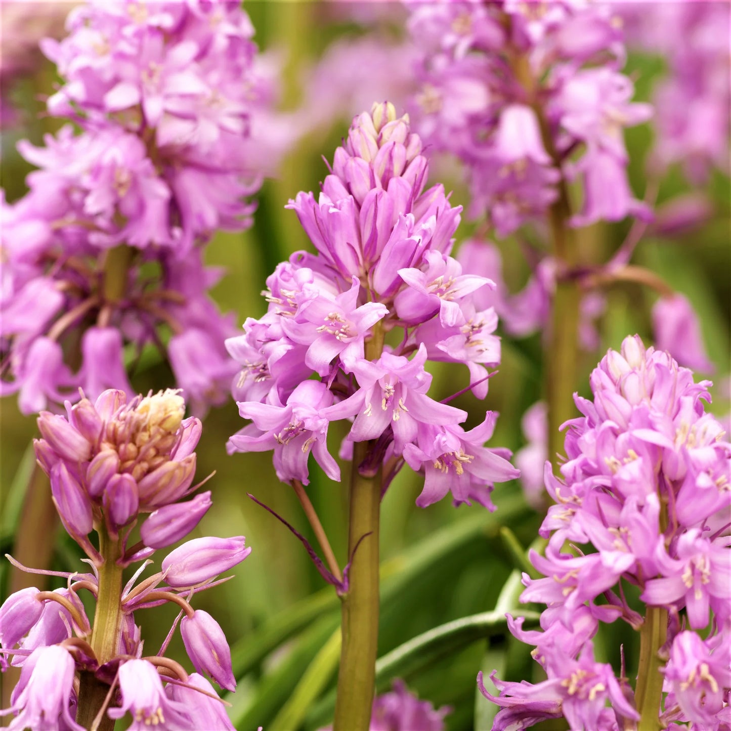Spanish Bluebells-Mixture-Charming perennial flowers 250 in Box