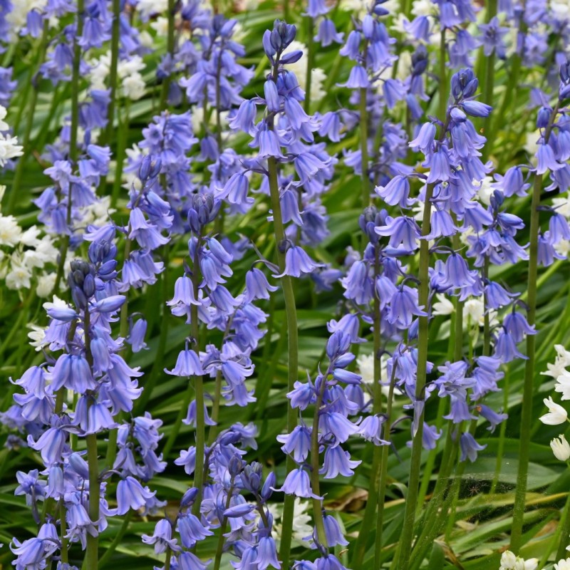 Spanish Bluebells-Mixture-Charming perennial flowers 250 in Box