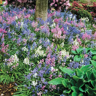 Spanish Bluebells-Mixture-Charming perennial flowers 250 in Box