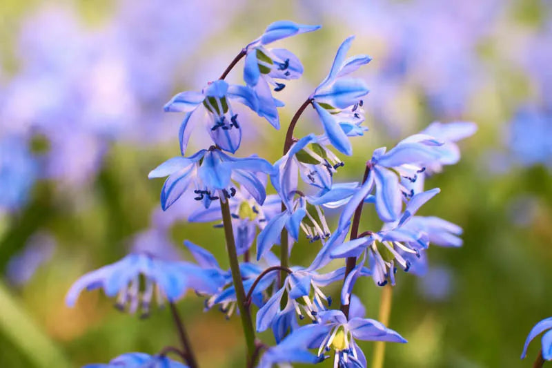 Scilla Siberica, Blue - View 16 from www redcrocus com