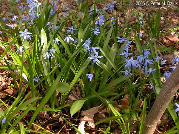 Scilla Siberica, Blue - View 19 from www redcrocus com