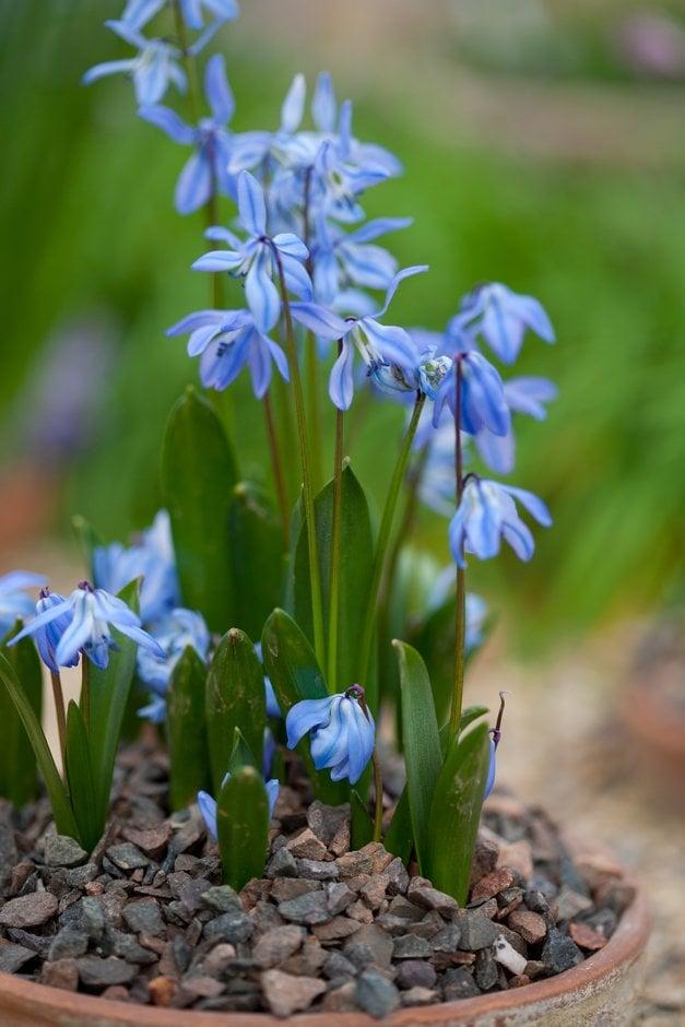Scilla Siberica, Blue - View 21 from www redcrocus com