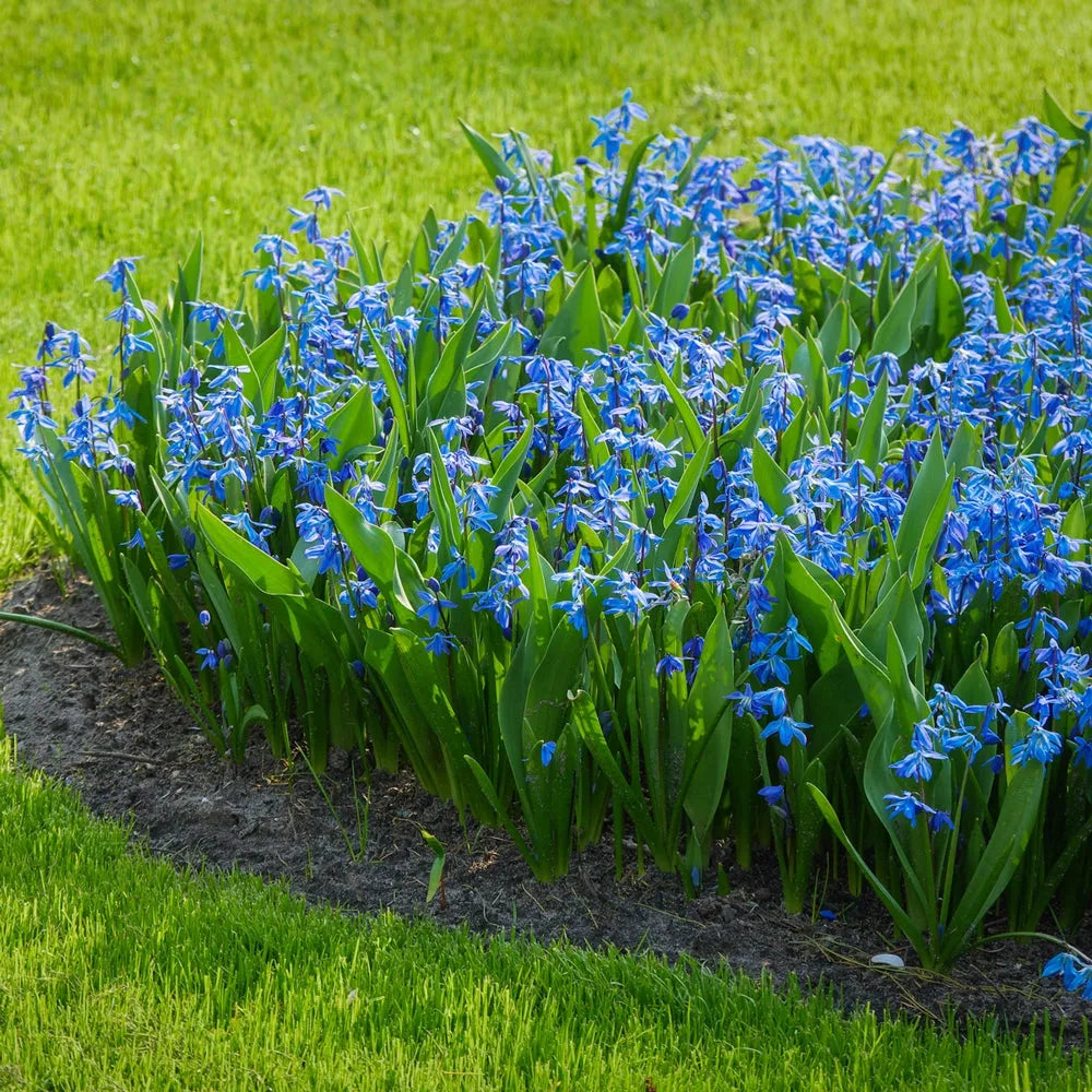 Scilla Siberica, Blue - View 24 from www redcrocus com