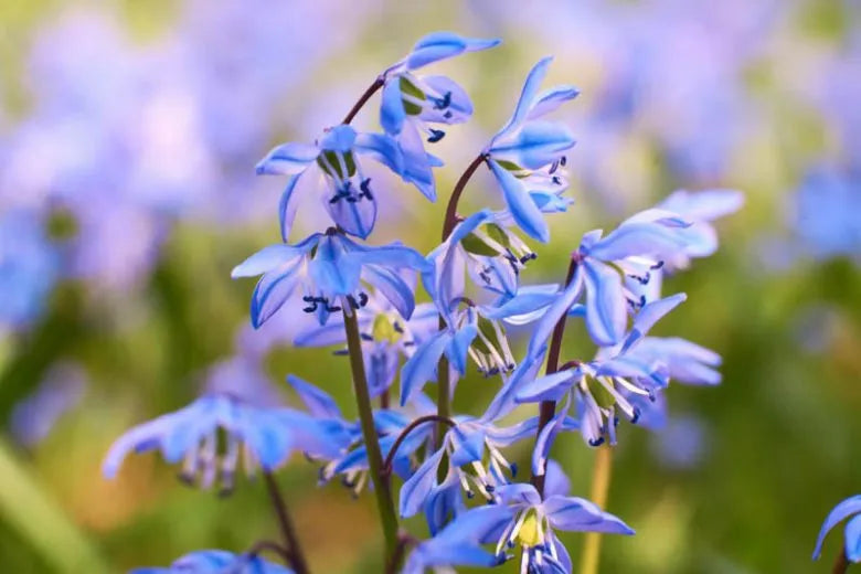 Scilla Siberica, Blue - View 26 from www redcrocus com