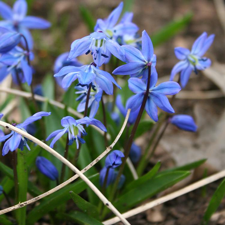 Scilla Siberica, Blue - View 29 from www redcrocus com