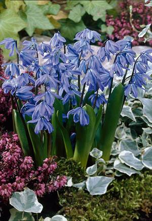Scilla Siberica, Blue - View 37 from www redcrocus com
