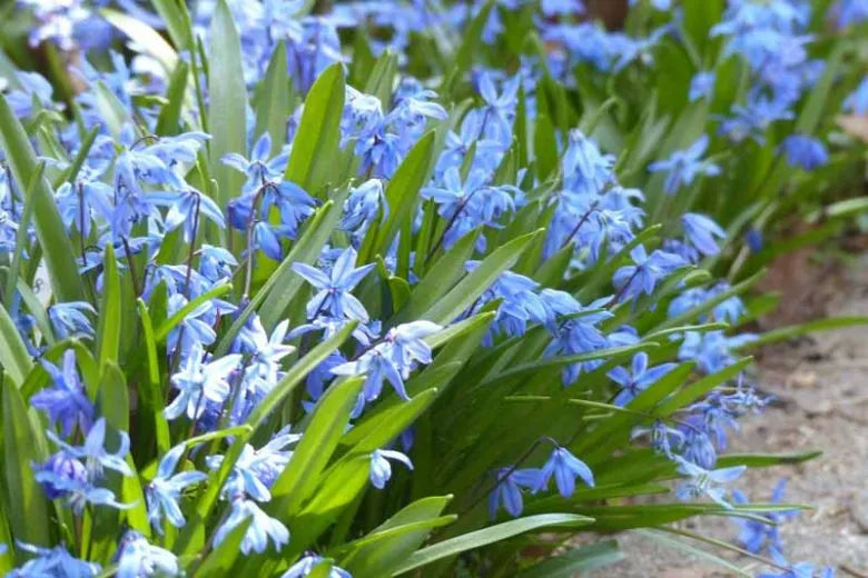 Scilla Siberica, Blue - View 8 from www redcrocus com