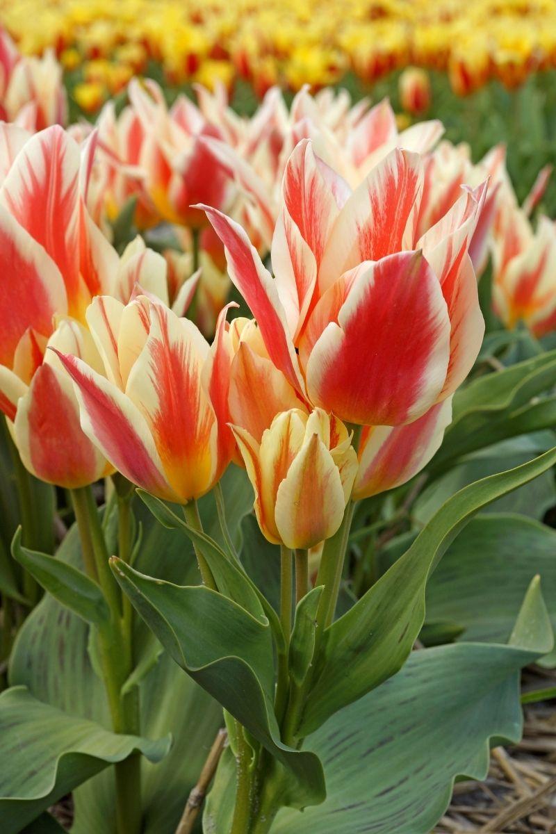 Tulip, Greigii, 'quebec' - View 10 from www redcrocus com
